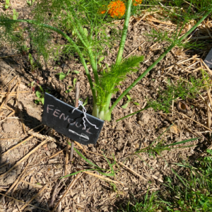 ardoise jardin